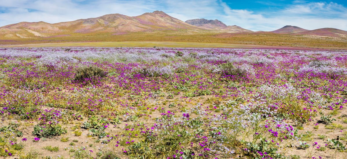 Desierto Florido: Cómo Admirar y Proteger Este Maravilloso Espectáculo Natural