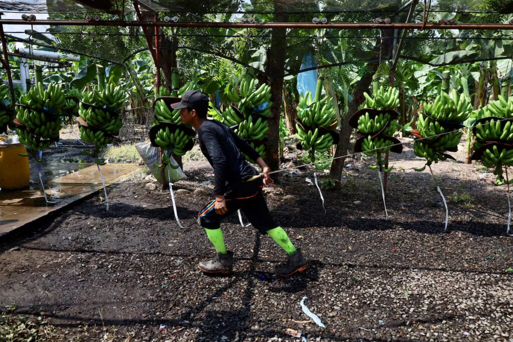Indígenas guatemaltecos revelan explotación en fincas de banano en Chiapas