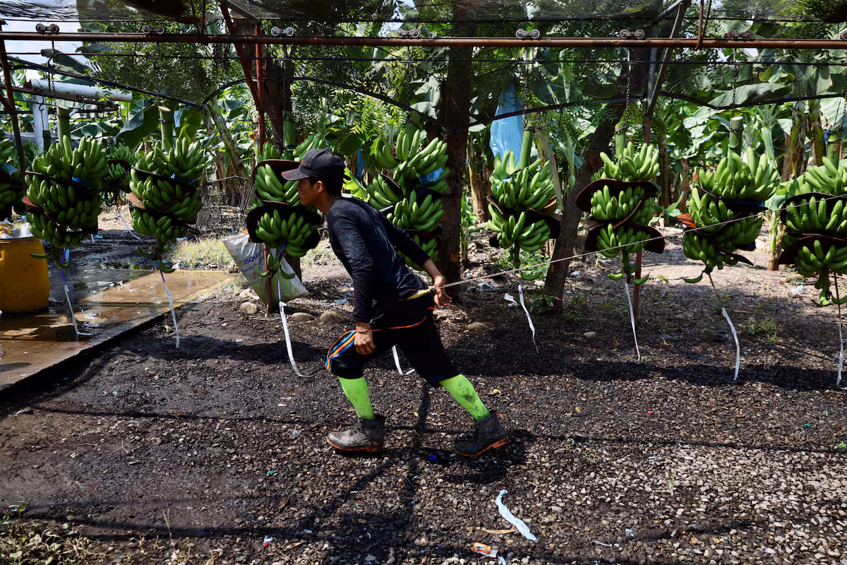 Indígenas guatemaltecos revelan explotación en fincas de banano en Chiapas