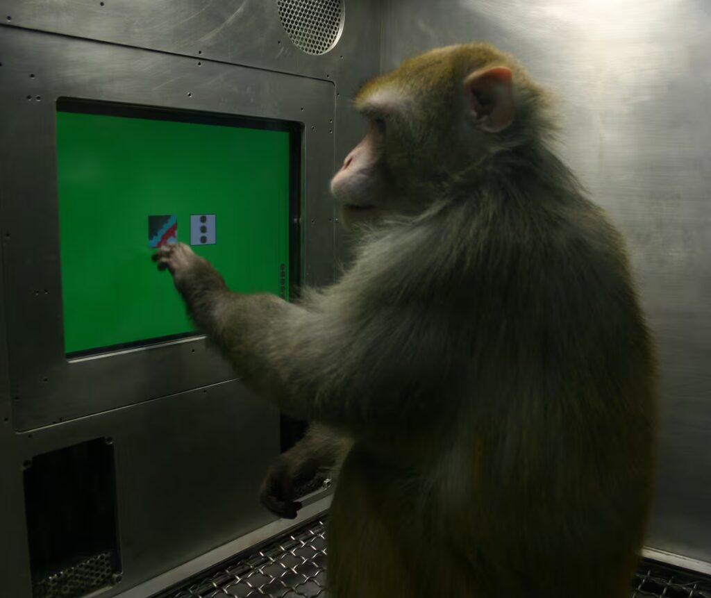 ¿Los Animales Conocen su Ignorancia? Reflexiones al Estilo de Sócrates