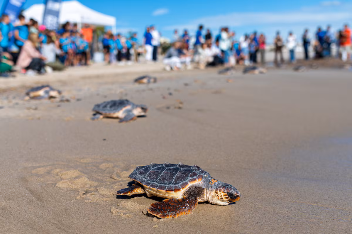 Animales con Imanes en la Cabeza: Innovaciones en Inducción Magnética