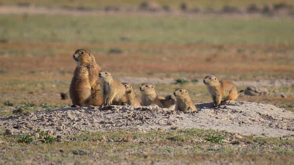 Comunidades mexicanas recuperan el hábitat del ave emblemática del país