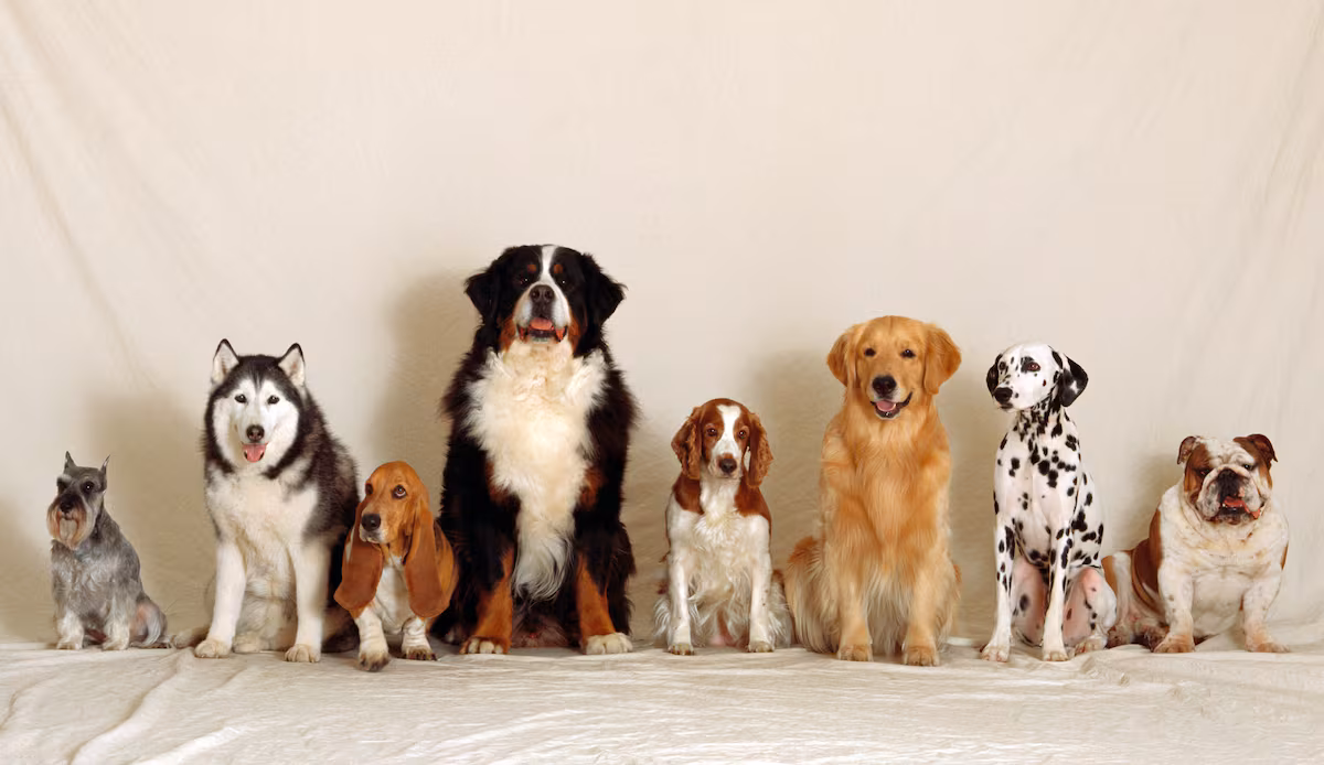 Desde el Chihuahua hasta el Gran Danés: La Historia de las Razas de Perros