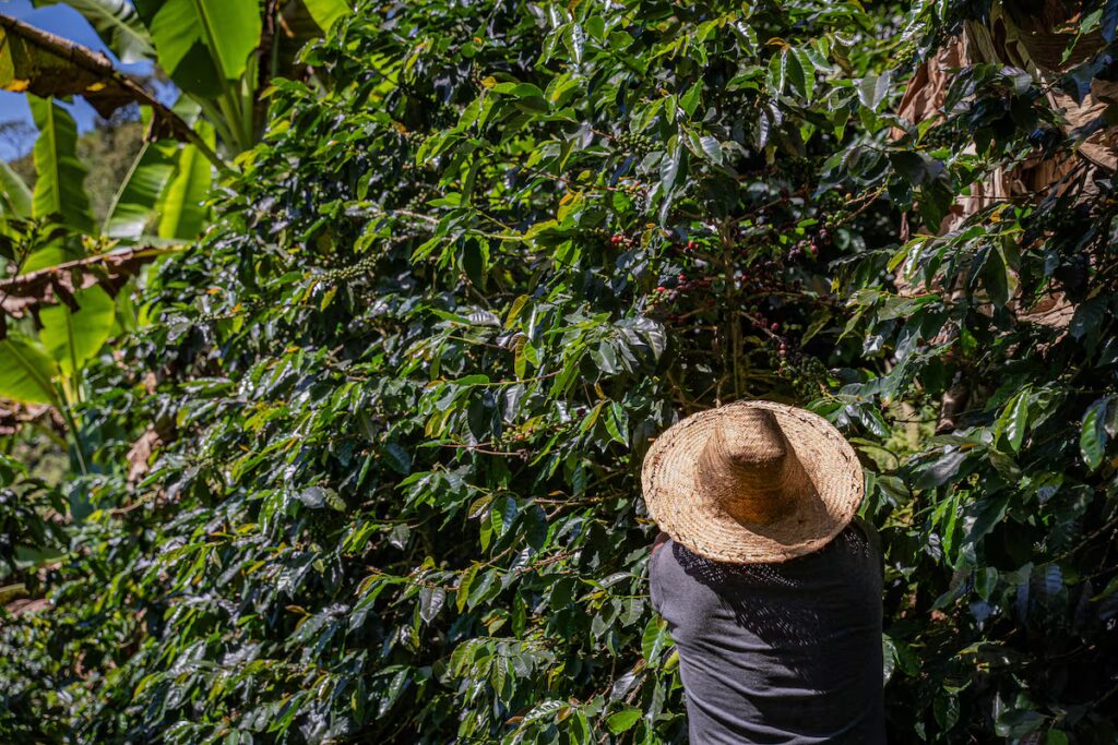 Donald Trump y su reversazo arancelario: un respiro para la agroindustria colombiana
