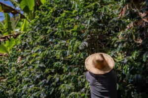 Donald Trump y su reversazo arancelario: un respiro para la agroindustria colombiana