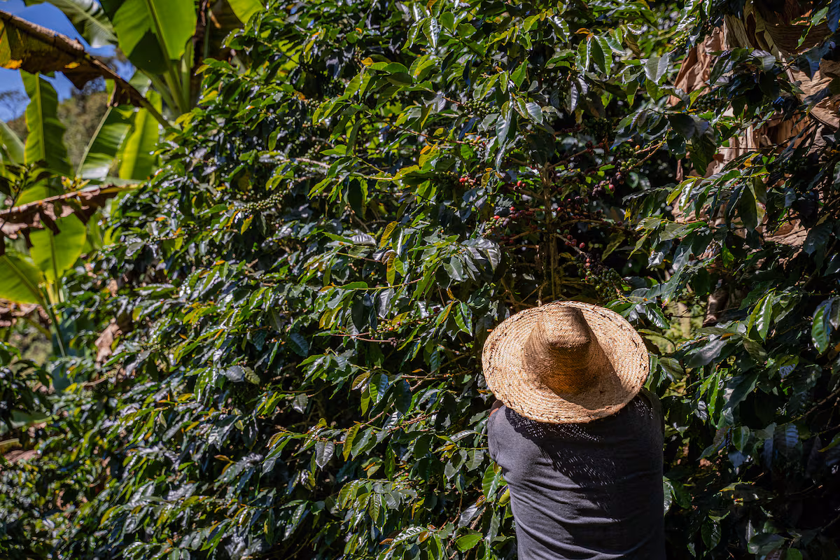 Donald Trump y su reversazo arancelario: un respiro para la agroindustria colombiana
