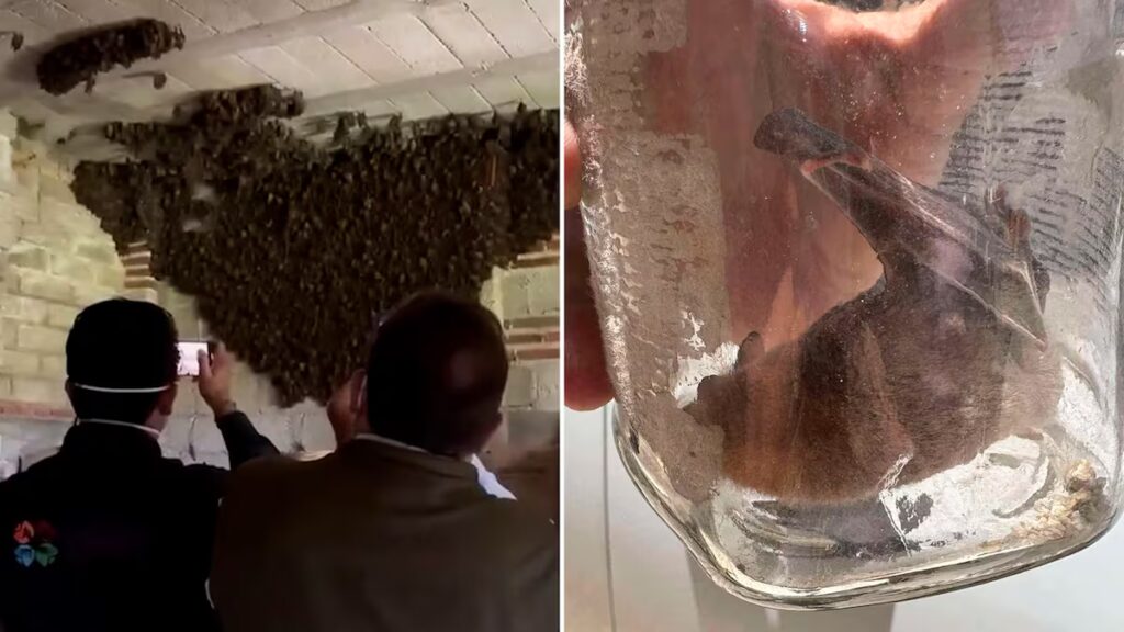 Familia en Tlaxcala transforma su hogar en refugio de mil murciélagos