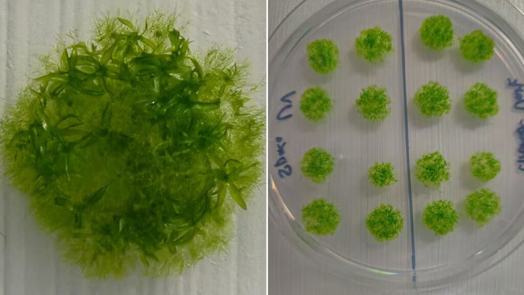 Musgo sobrevive 9 meses en el espacio con radiación y temperaturas extremas