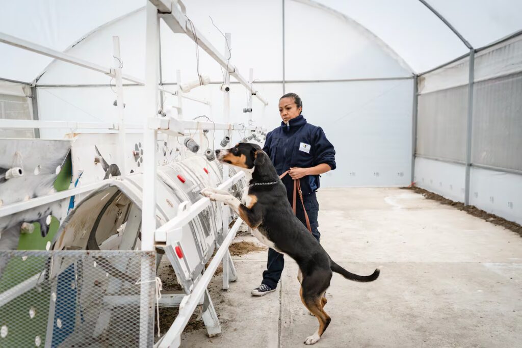 Perros entrenados: La nueva estrategia de México contra el gusano barrenador