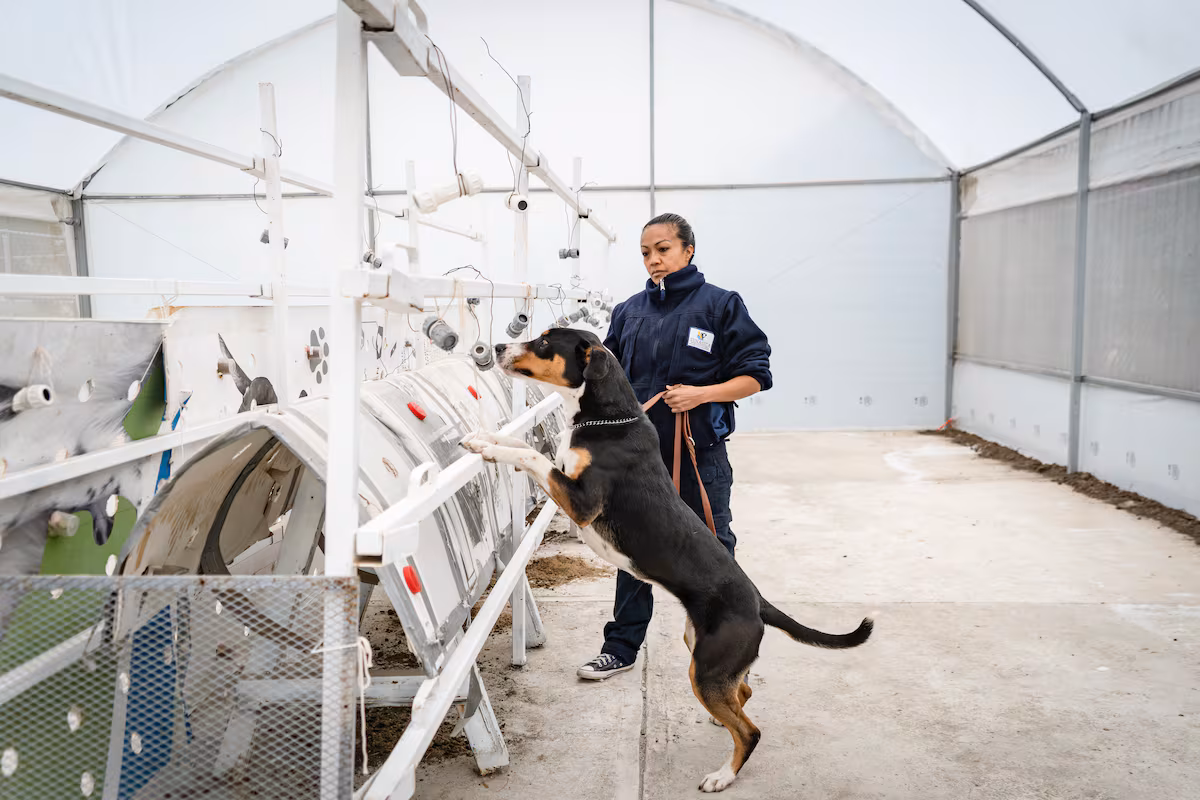 Perros entrenados: La nueva estrategia de México contra el gusano barrenador
