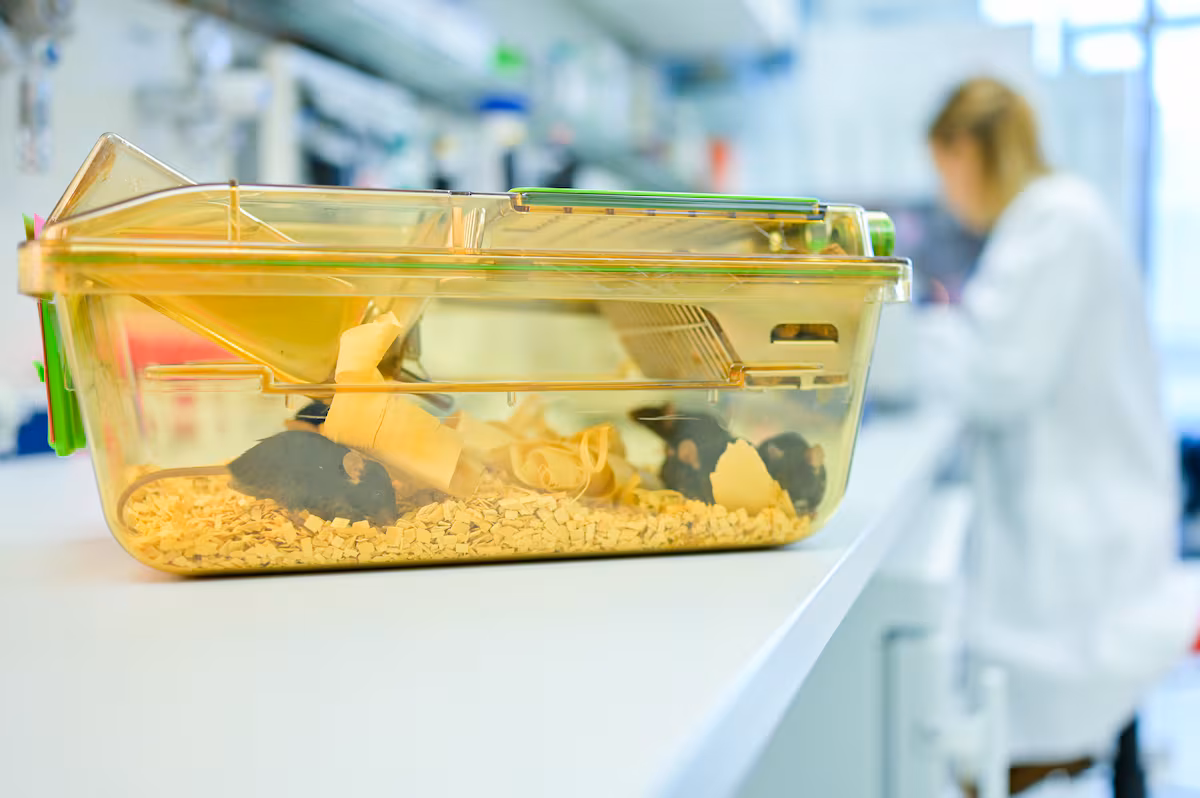 La ciencia española aborda la experimentación animal: 'Preferiríamos métodos alternativos'