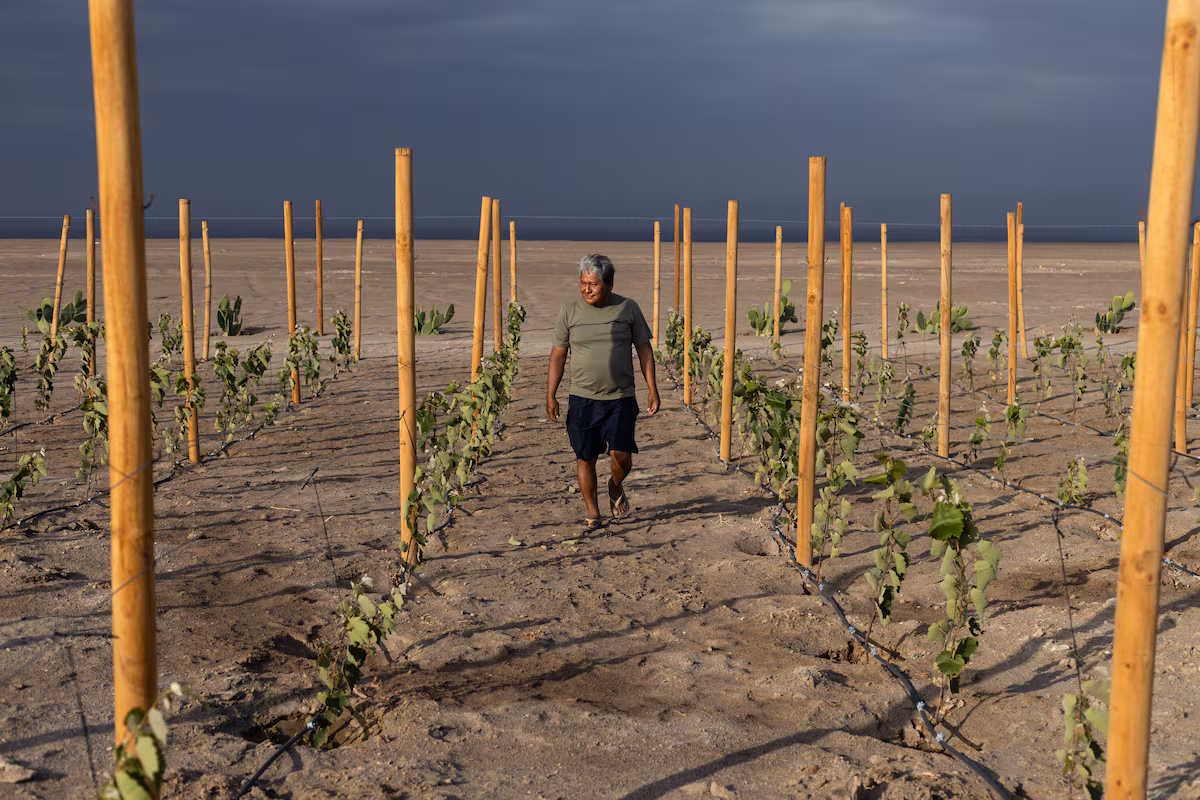 El vino chileno florece en el desierto más árido del mundo