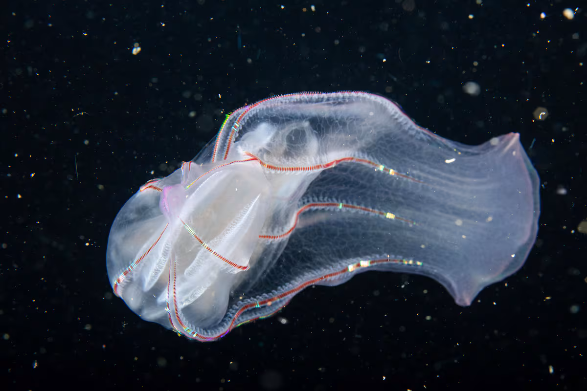 Colombia crea su primer inventario de 'fantasmas marinos' de 500 millones de años