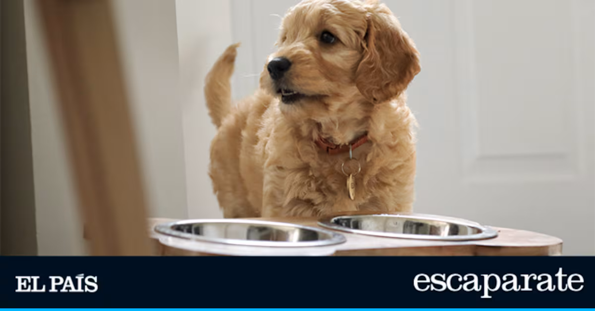 Comedero Elevado para Perros: El Más Vendido en Amazon Está en Oferta