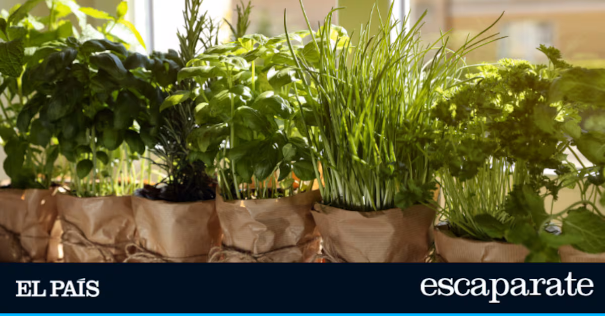 Descubre el set de semillas bio más vendido en Amazon: 12 plantas aromáticas para tu hogar