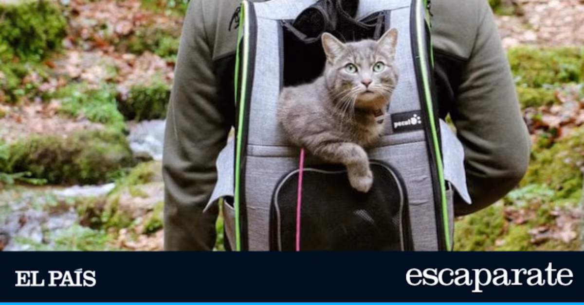 Descubre la mochila-transportín para mascotas que arrasa en Amazon