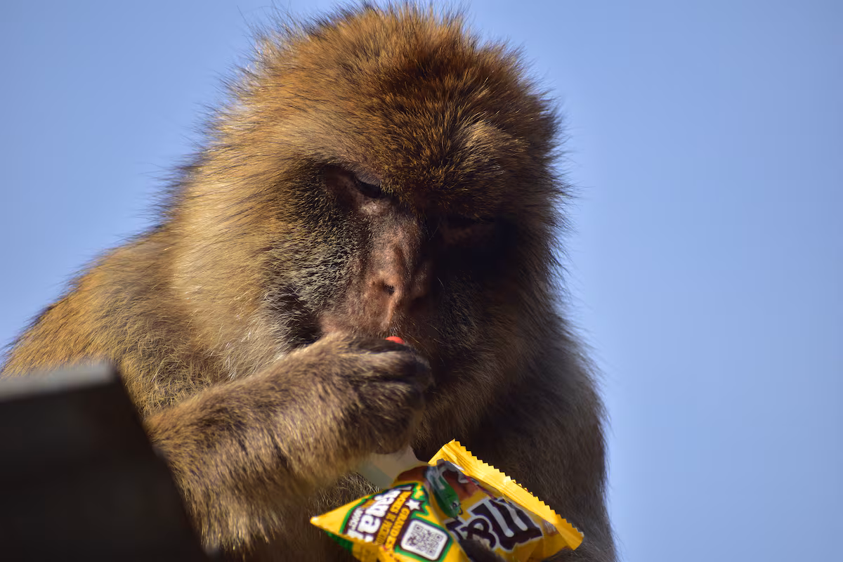 Monos de Gibraltar ingieren tierra para detoxificar comida de turistas