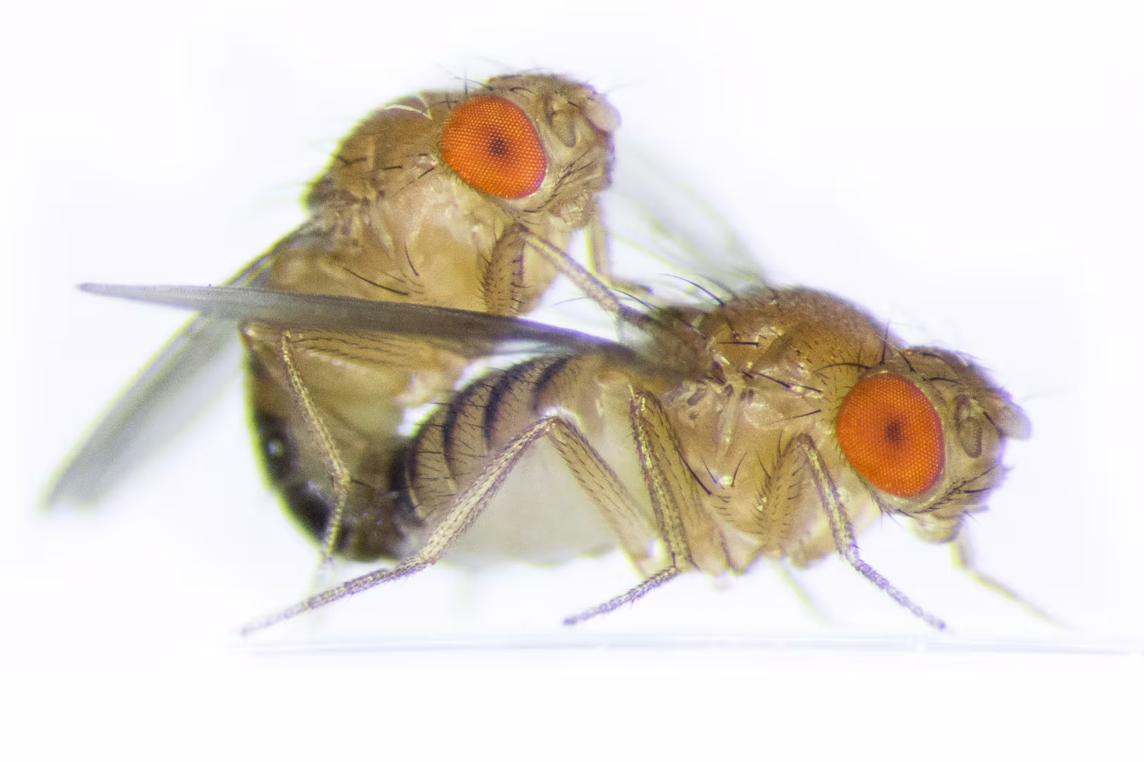 El desafío de concentrar espermatozoides en un espacio ultracompacto