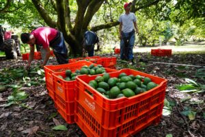 Aguacate de Michoacán: Crimen y presiones de EE.UU. amenazan la producción